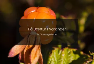 Berry picking on the Varanger Peninsula