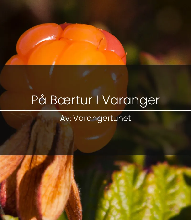 Berry picking on the Varanger Peninsula