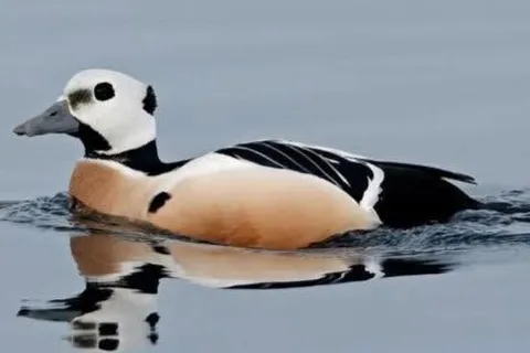 Stellerand observert av The Birders Basecamp i Varanger