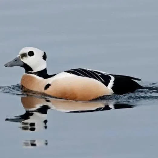 Stellerand observert av The Birders Basecamp i Varanger