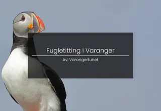 Birdwatching on the Varanger Peninsula