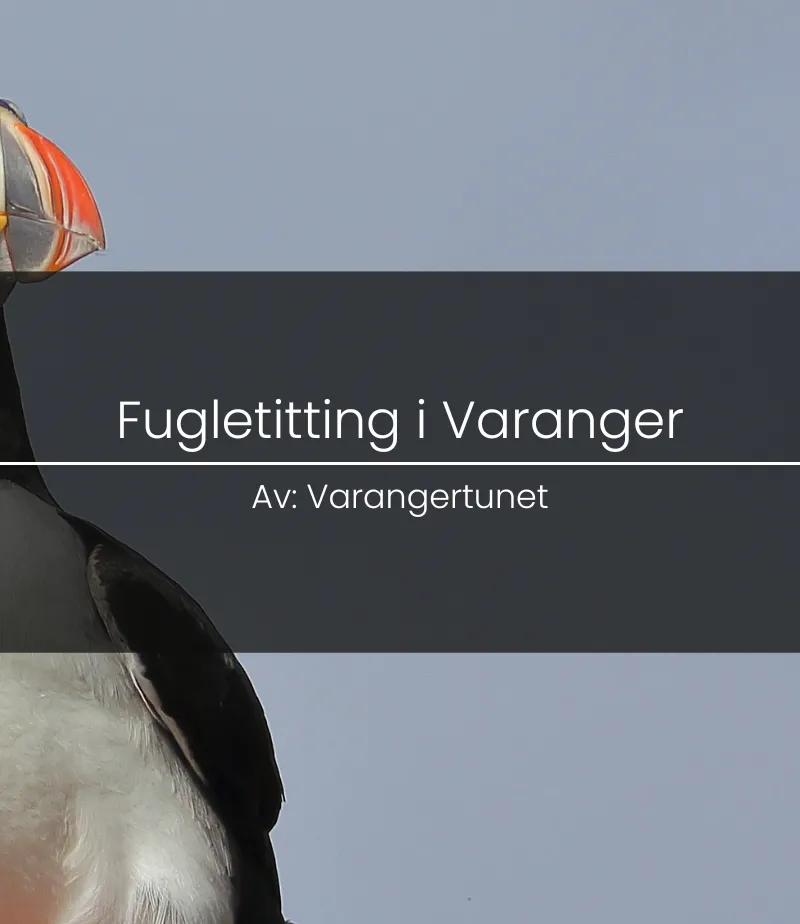 Birdwatching on the Varanger Peninsula
