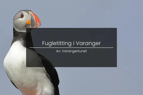 Birdwatching on the Varanger Peninsula