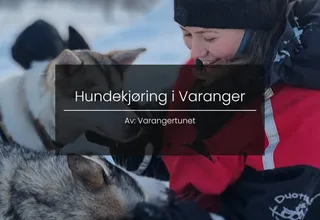 Dog sledding in the winter landscape of Varanger