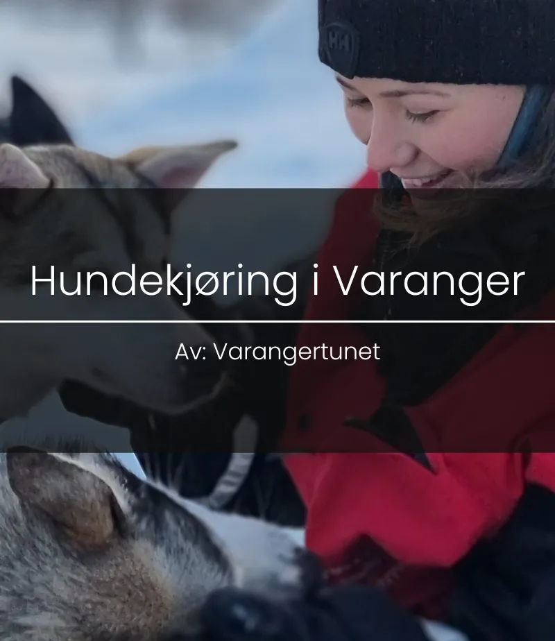 Dog sledding in the winter landscape of Varanger