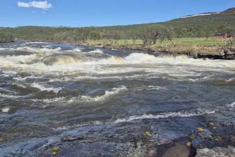Jakobselva running in rapids on a clear summer’s day