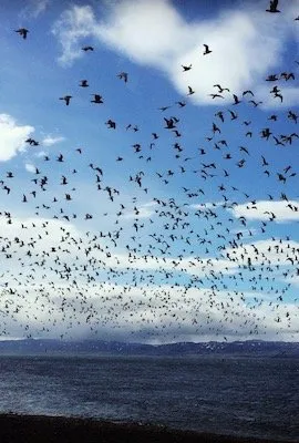 Store fugleflokker over Varangerfjorden ved Jakobselvkaia
