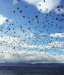 Store fugleflokker over Varangerfjorden ved Jakobselvkaia