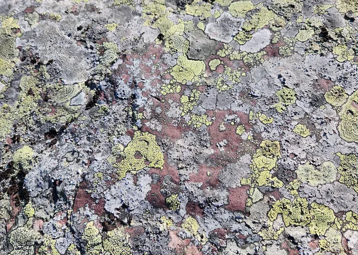 Colourful lichen on a rock in the mountains