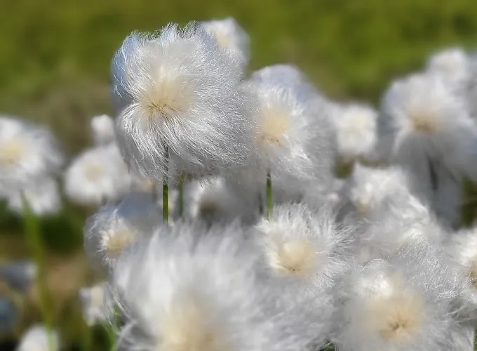 Cotton grass in flower on the tundra