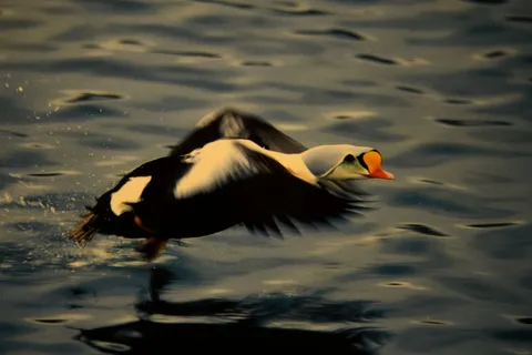 Ærfugl i flukt over vannet i Varanger