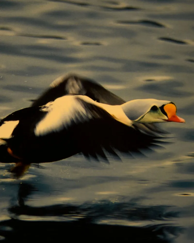Ærfugl i flukt over vannet i Varanger